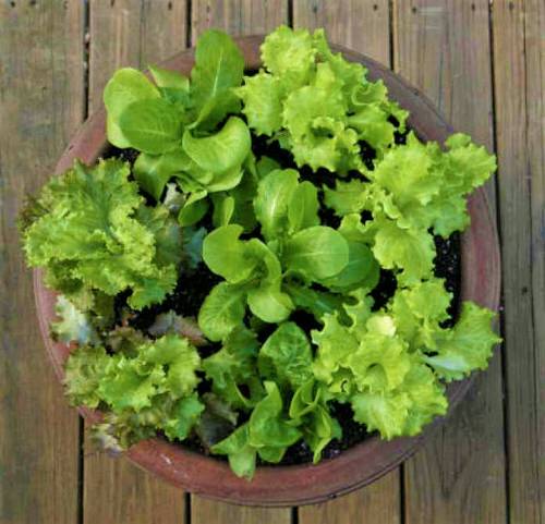 DIY Salad Bowl Ideas