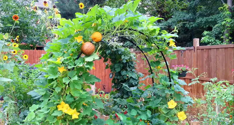 DIY Squash Trellis Ideas 1