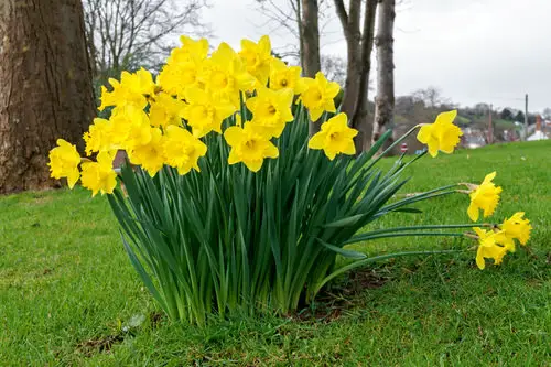 Best Perennial Flowers 6