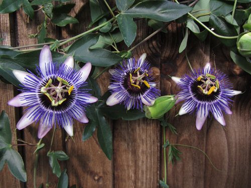 Best Passion flower Varieties in garden