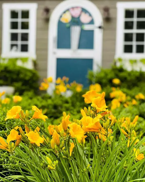 Curb Appeal's plant