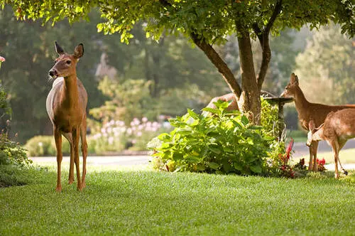 Do Deer Eat Zinnias 2