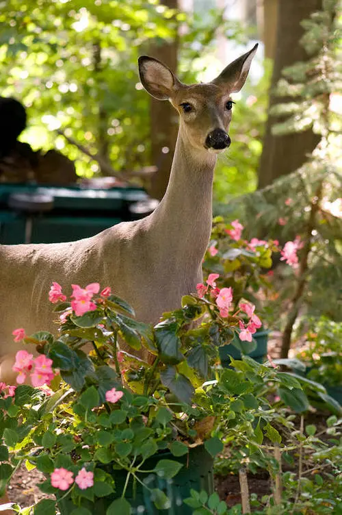 Do Deer Eat Zinnias