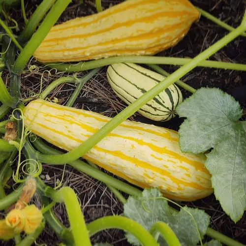 38 Best Types of Squash | Best Squash Varieties to Grow 15
