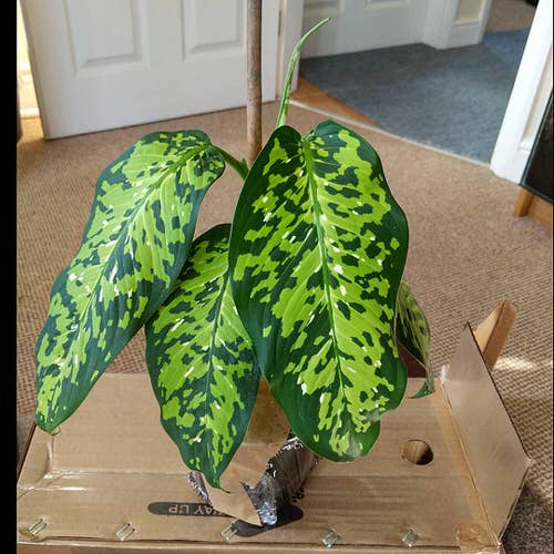 Dieffenbachia Cheetah Plant Care and Growing Information 2