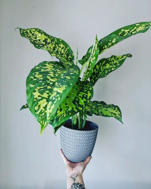 Dieffenbachia Cheetah Plant