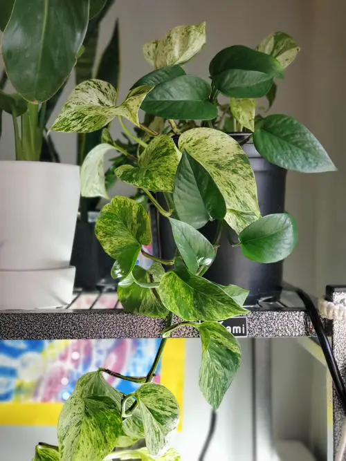 How to Grow Different Pothos in One Pot