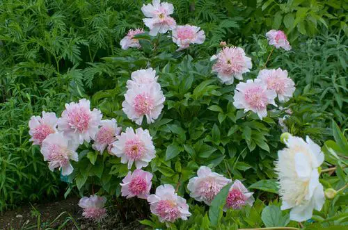 Purple Peony Varieties 6
