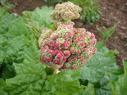 Should I Let my Rhubarb Flower 2