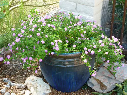 Bee Garden Ideas 9