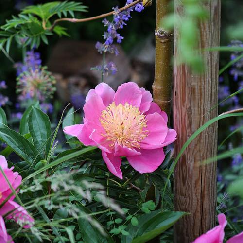Purple Peony Varieties 7