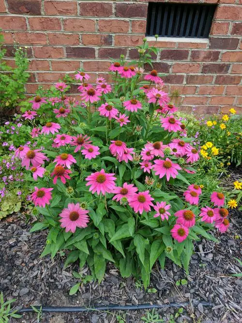 Perennial Flowers with Spring and Autumn Blooms in garden