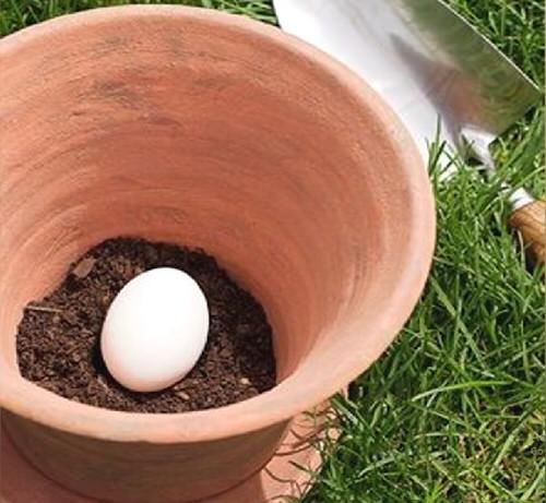 How Does Whole Egg Help Your Plants?
