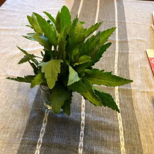 How to Prepare a Mason Jar for Growing Herbs? 11