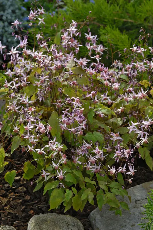 Perennial Flowers for Kentucky 11