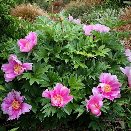 Beautiful Types of Purple Peony 9