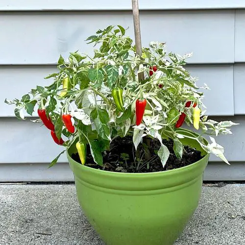 Amazing various varieties of ornamental peppers