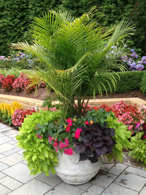 Petunias conbination image 3