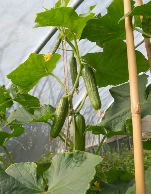 How to Avoid Bitter Cucumbers and Grow Sweet & Juicy Fruits