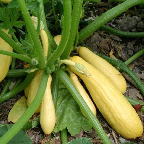 38 Best Types of Squash | Best Squash Varieties to Grow 2