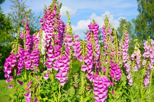 Georgian Perennial Flowers 7