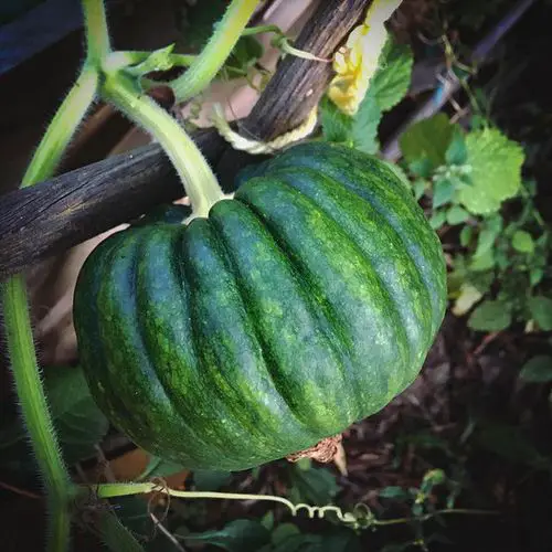 38 Best Types of Squash | Best Squash Varieties to Grow 19