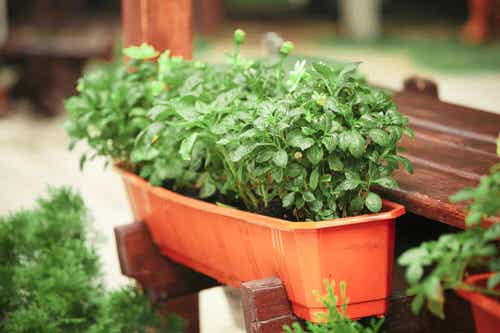 Fast Growing Leafy Green Vegetables in planter 