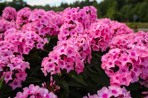 Georgian Perennial Flowers 1