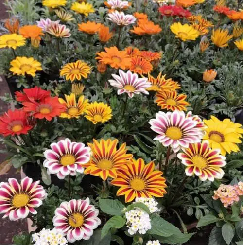 Best Flowers that Thrive in Poor Soil 11