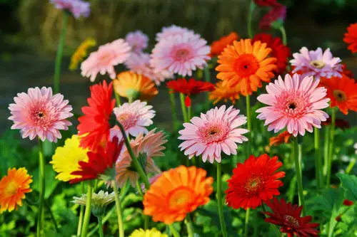 Best Perennial Flowers for Georgia 4