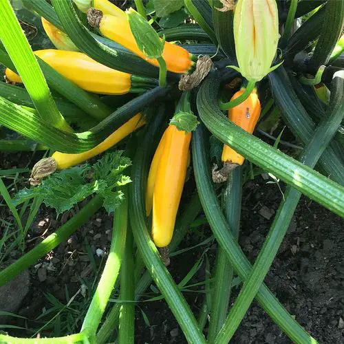 Best Types of Squash 4