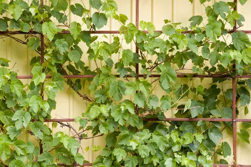 How to Make a Trellis for Grapevines 10