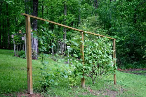 Grapevine Trellis Ideas 11