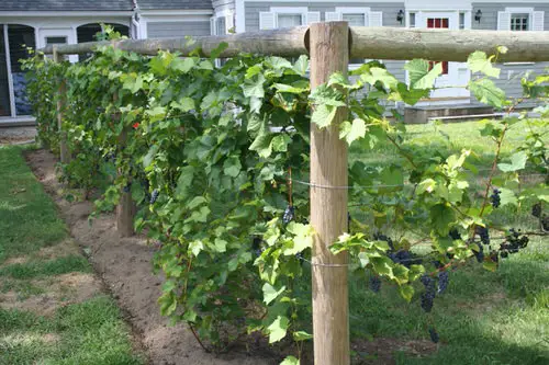 Grapevine Trellis Ideas 10