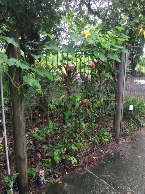 How to Make a Trellis for Grapevines 9