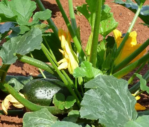Best Types of Squash 2