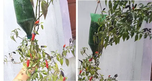 DIY Edible Garden Ideas from Plastic Bottles 5