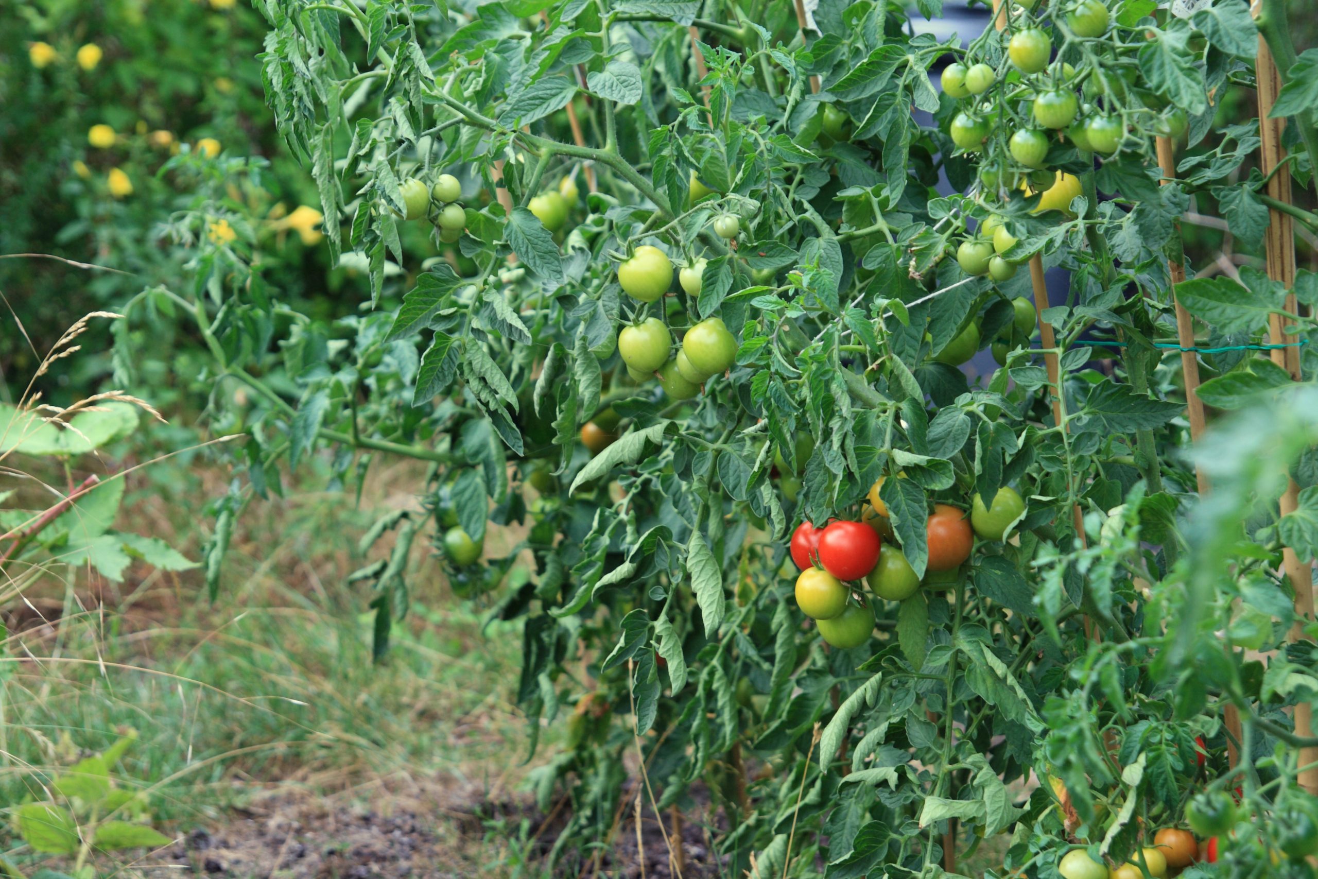 Tomato Hornworms remedies #15