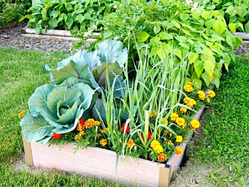 How to Attract Bees to Your Garden 5