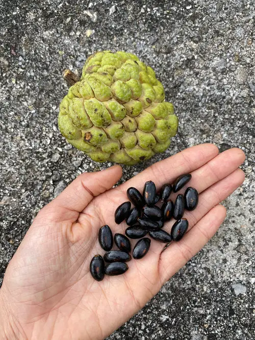 Fruits You May Plant Using Kitchen Scraps