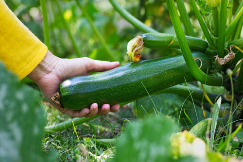 Harvesting Zucchini