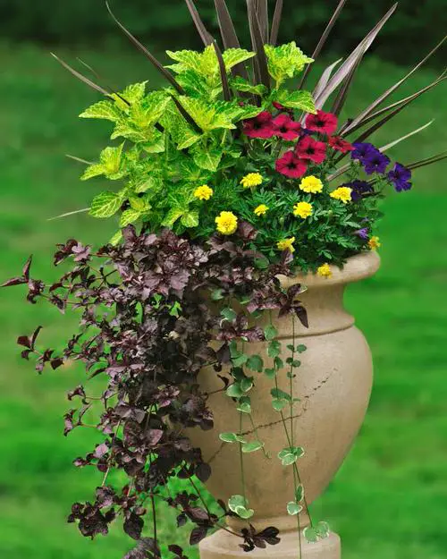 Petunias conbination image 1
