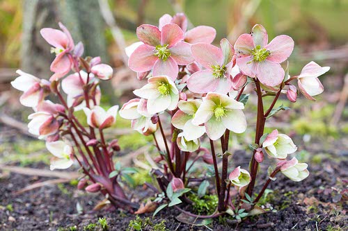 Best Perennial Flowers 12
