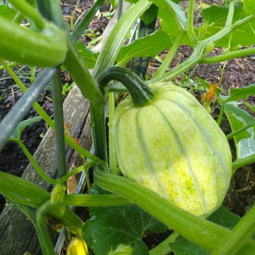 Best Types of Squash 38