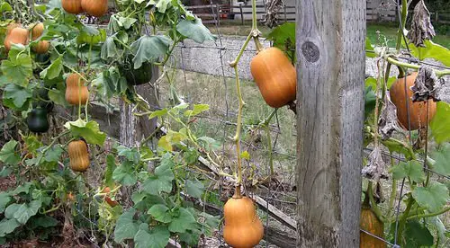 Best Types of Squash 16