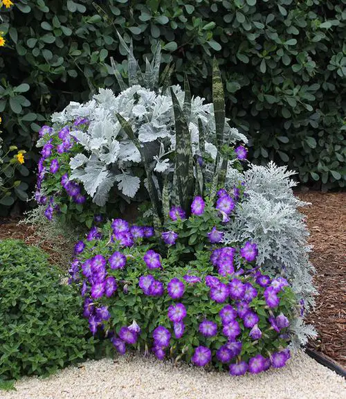 Incredible Combinations with Petunias 3