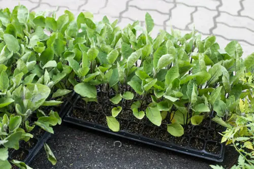 How Does Whole Egg Help Your Plants?