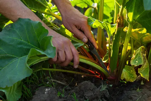 How to Remove Rhubarb Flowers?