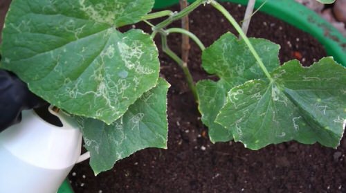 How to Make a Powerful Homemade Yeast Fertilizer for Cucumber Plants 5