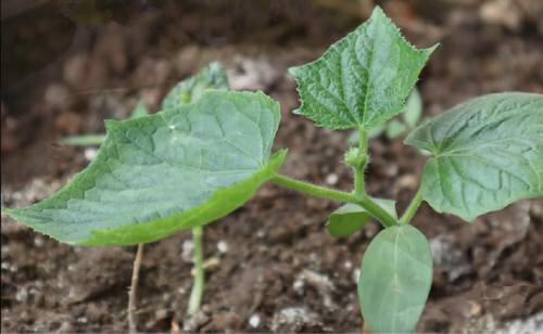 How to Make a Powerful Homemade Yeast Fertilizer for Cucumber Plants 6